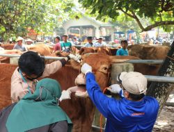 Muncul 3 Kasus Baru Penyakit PMK, Peternak Sapi Diminta Waspada