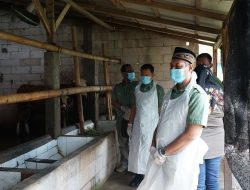 60 Ribu Sapi Terancam Virus Mematikan, DPRD Minta Pemerintah Tak Sepelekan Wabah PMK
